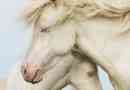 American albino lub horse albino